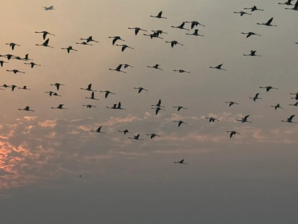 Evening Flight