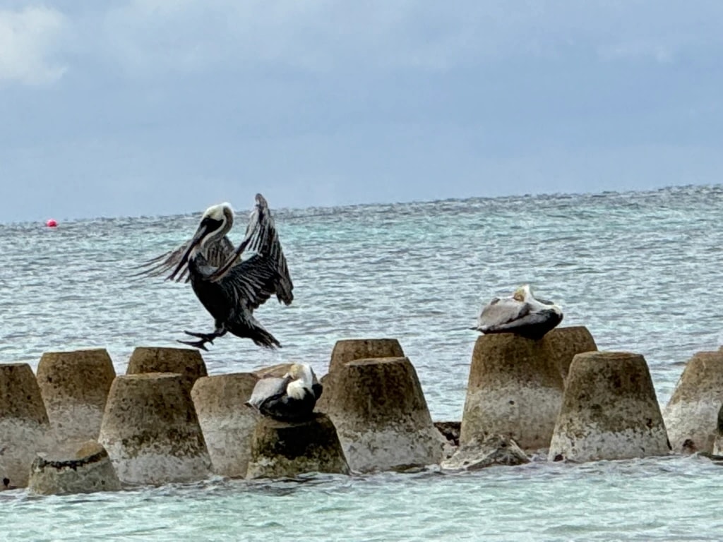 Landing Pause