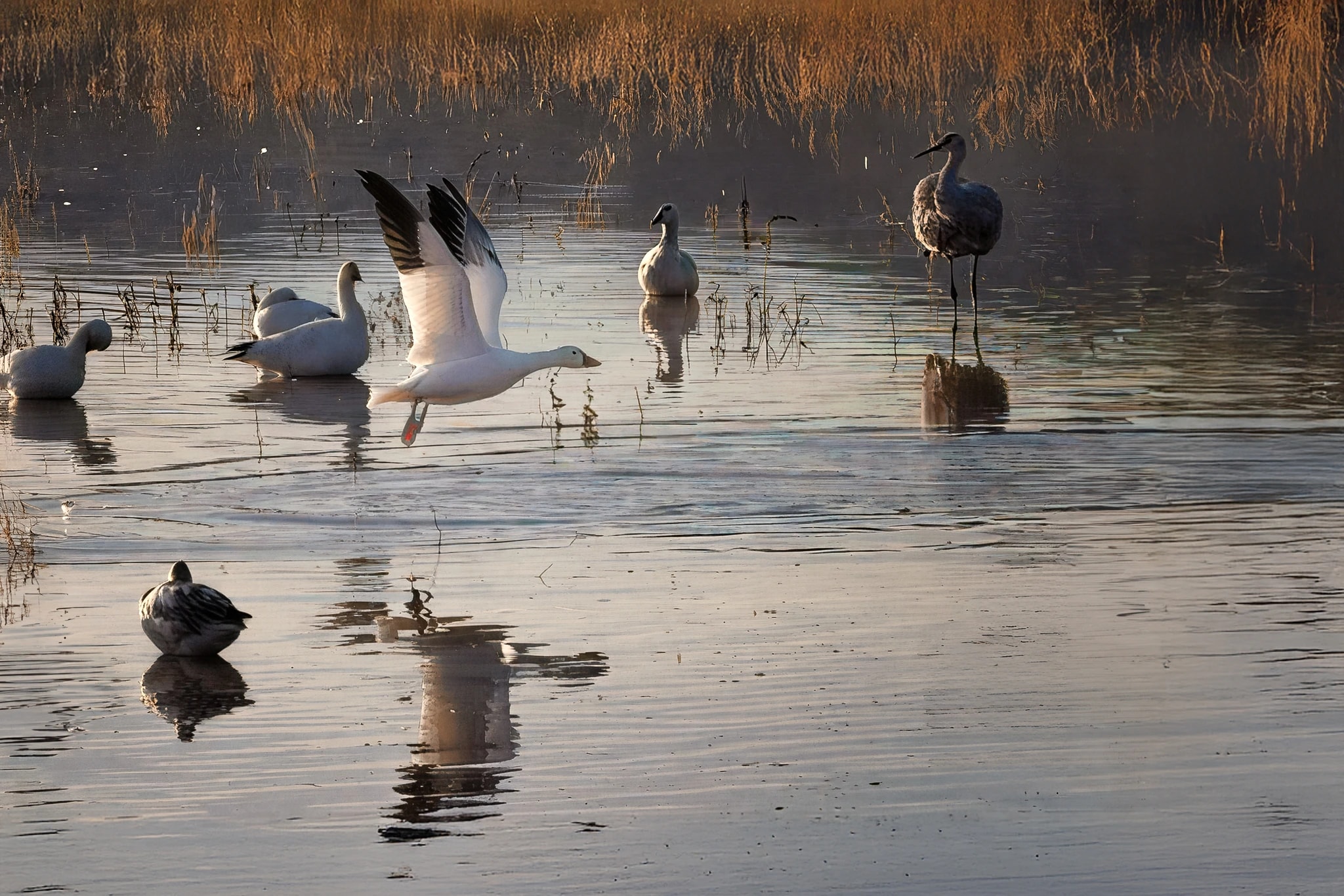 Feathered Freedom