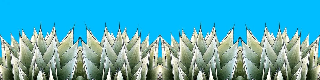 Agave Double Vision Under Turquoise Sky