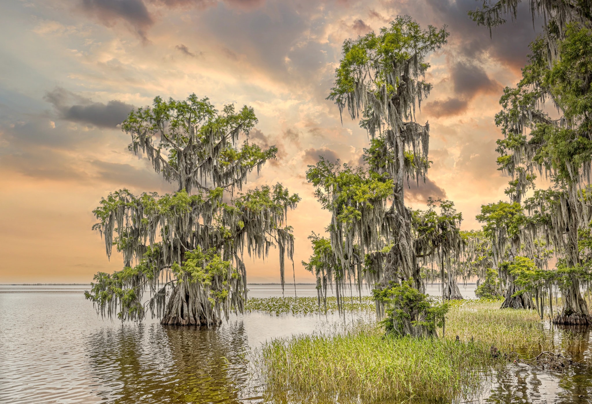 Whispers of the Bayou: A Serene Sunset Over Spanish Moss-Laden Trees