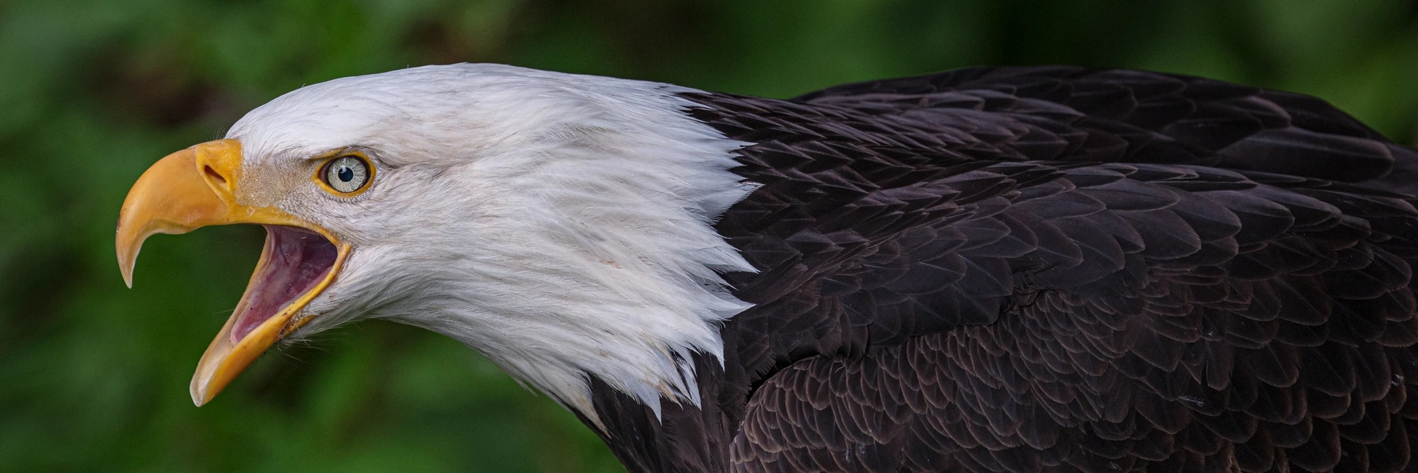 Majestic Call of the Bald Eagle: A Portrait of Nature's Sovereign