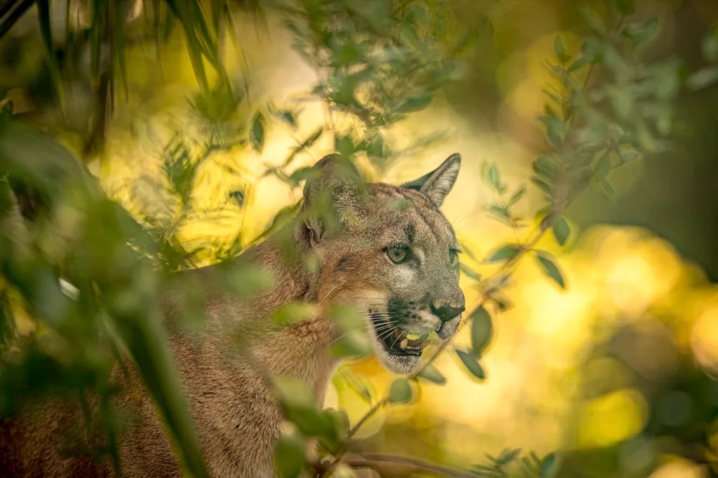 Whispers of the Wild: A Majestic Puma in Nature's Embrace