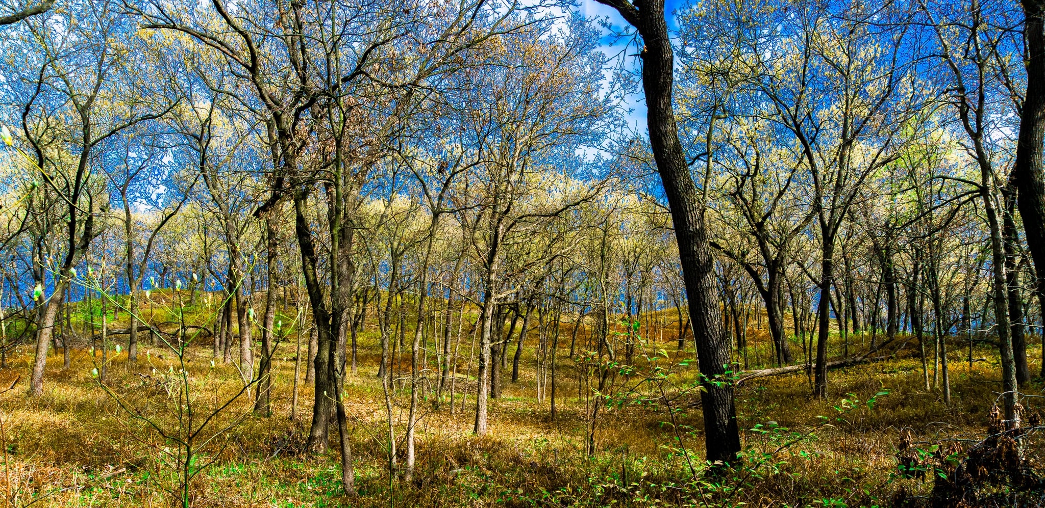 Black Oak Savanna - Early Spring, Tollston Dune Dune Ridge 