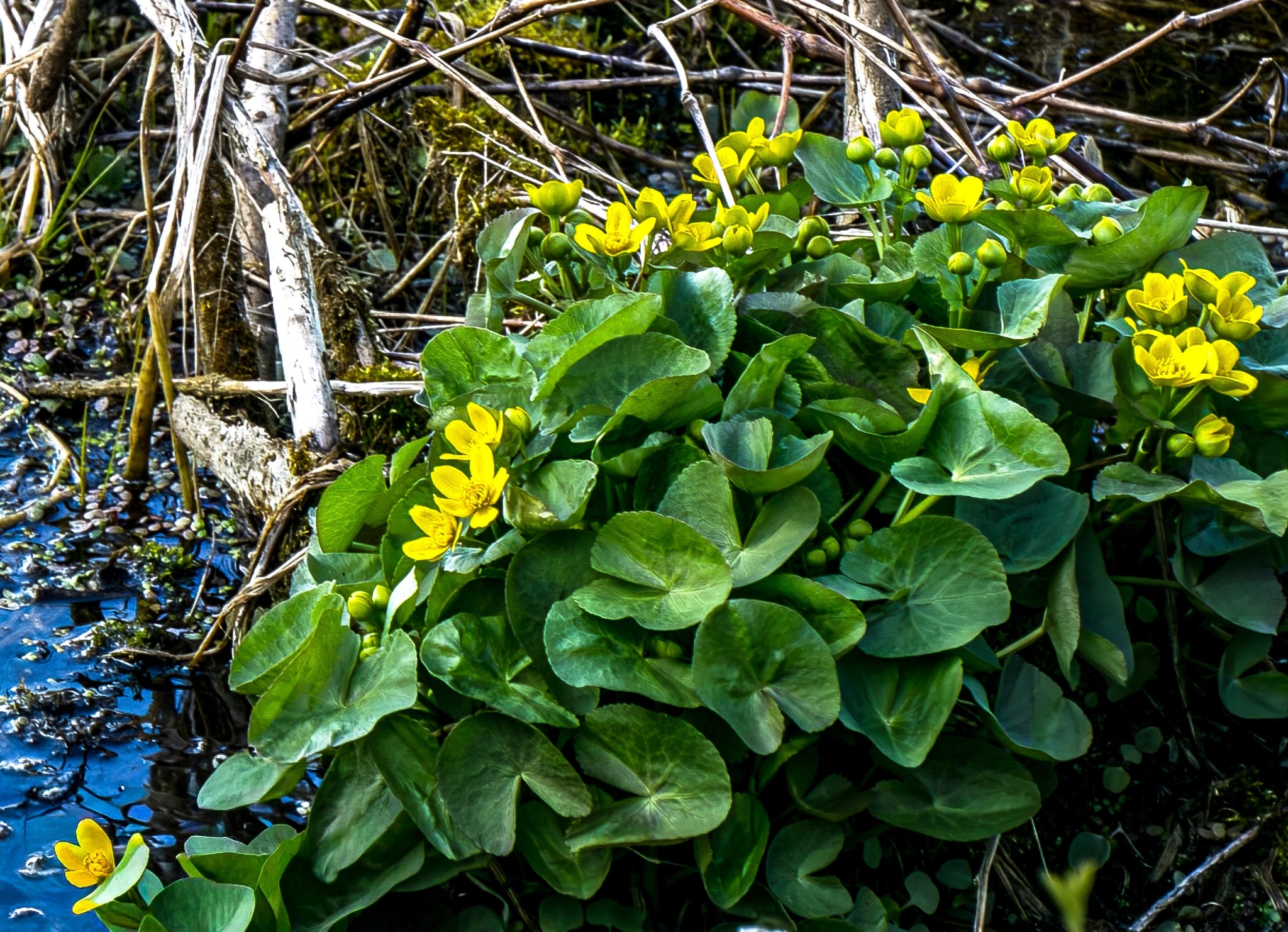 Marsh Marigold Growth