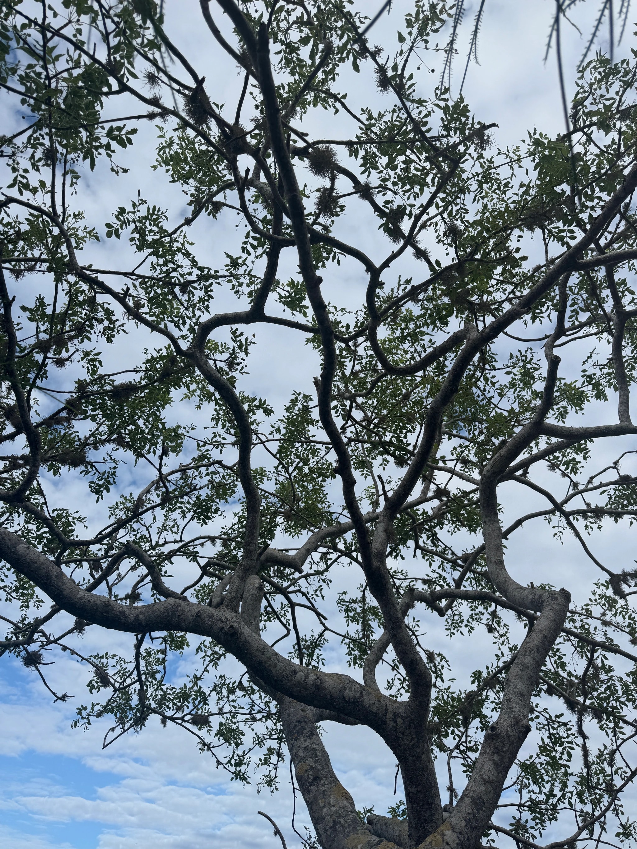 Canopy Geometry