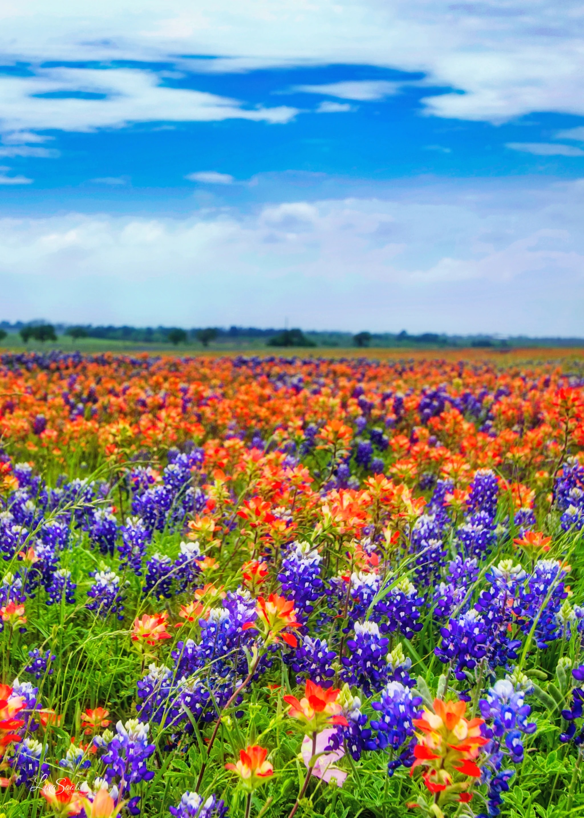 Field of Dreams