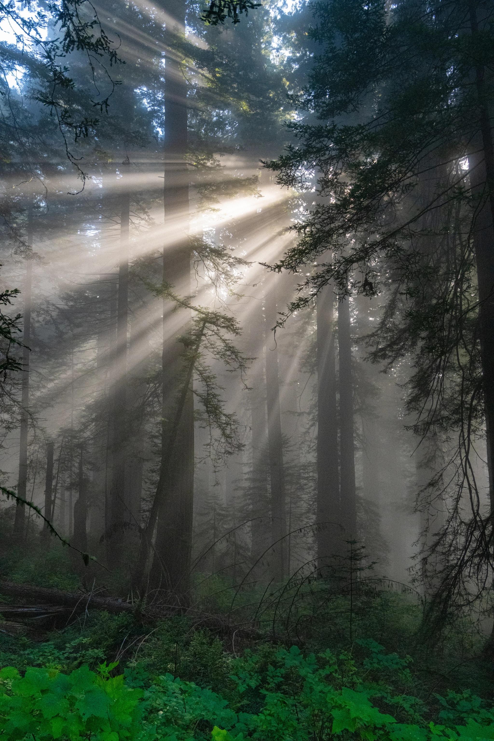 Forest Light Through the Mist
