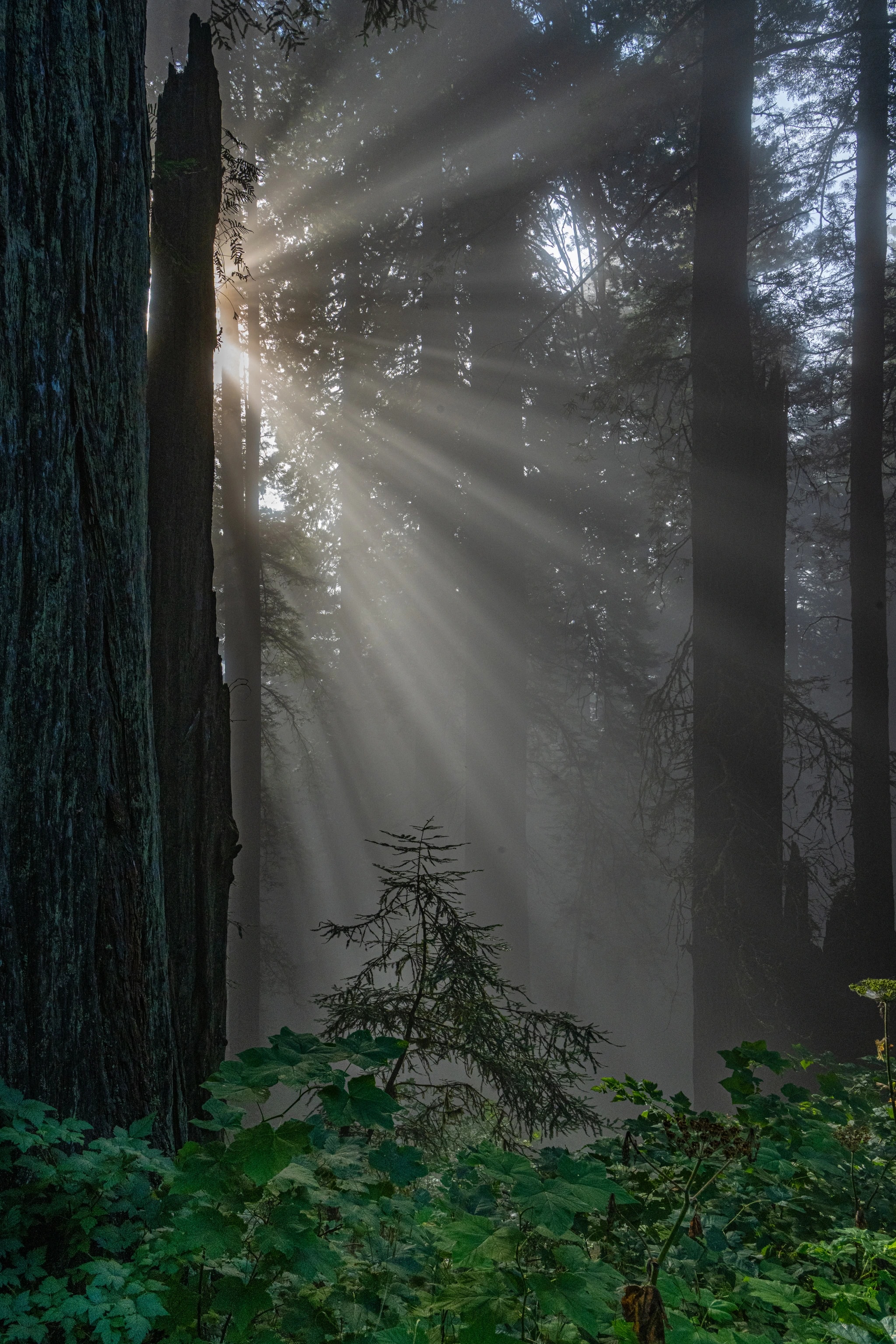 Forest Light Rays