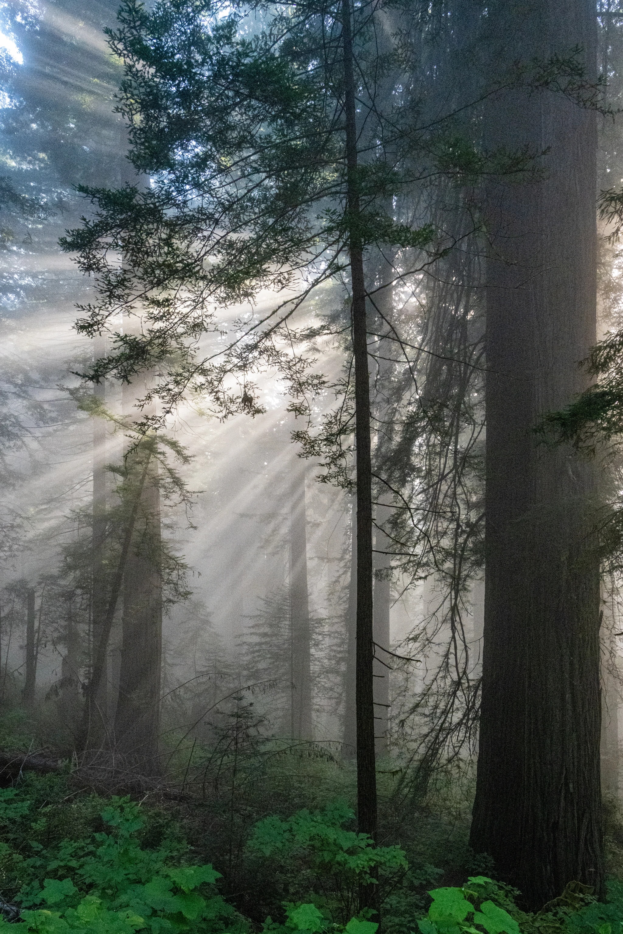Redwood Forest Light