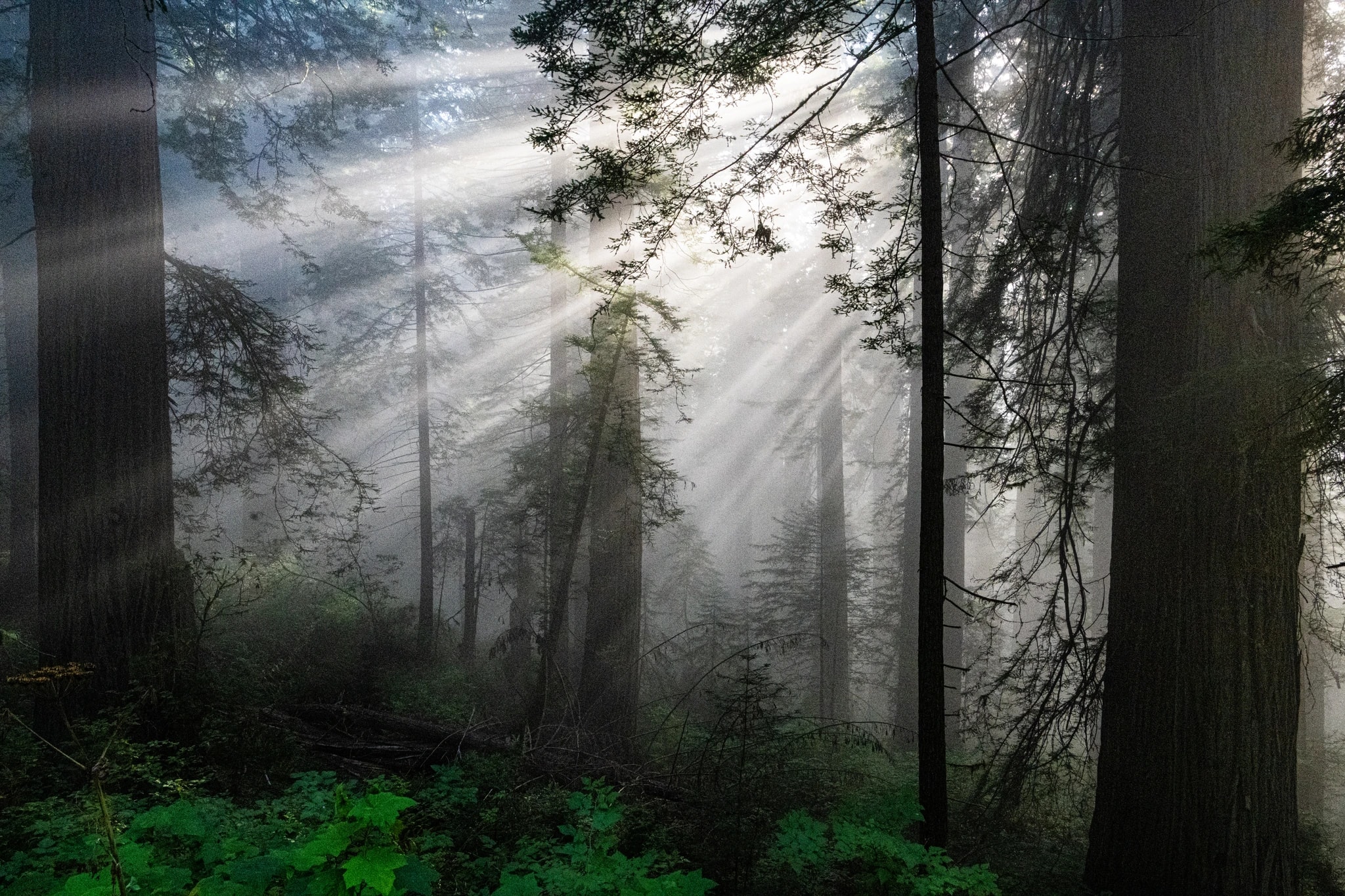 Sunbeams Through the Forest
