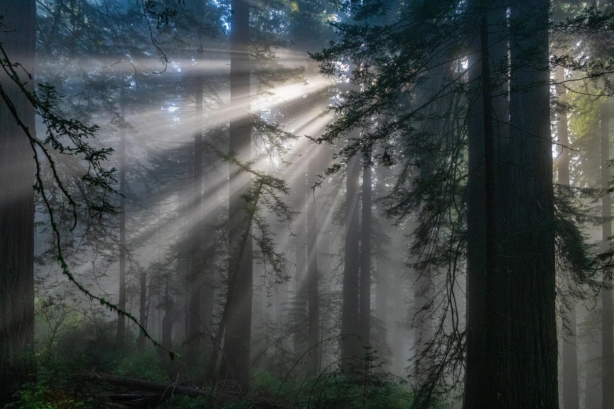 Forest Light Rays