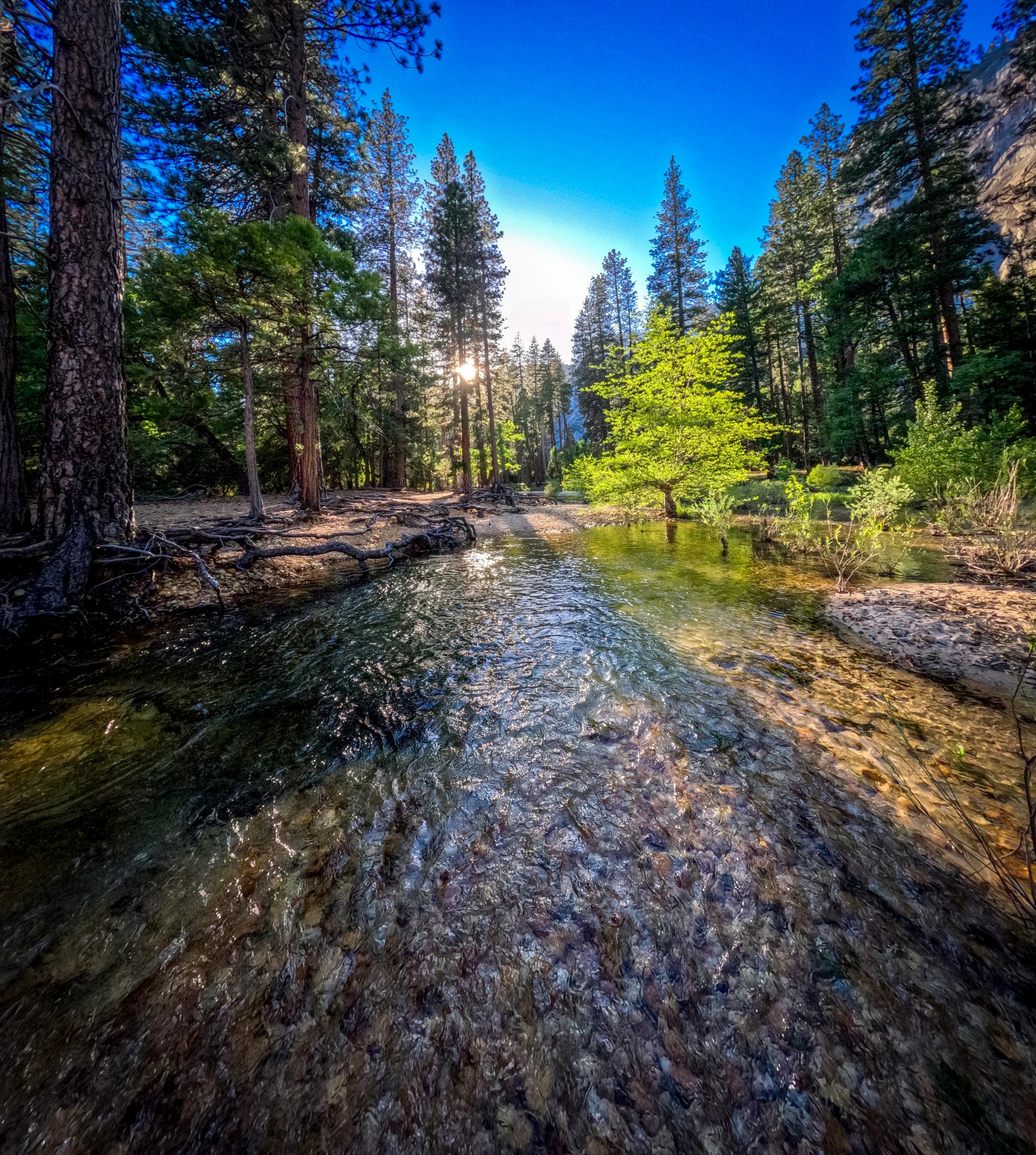 Yosemite Sunlit Forest Stream