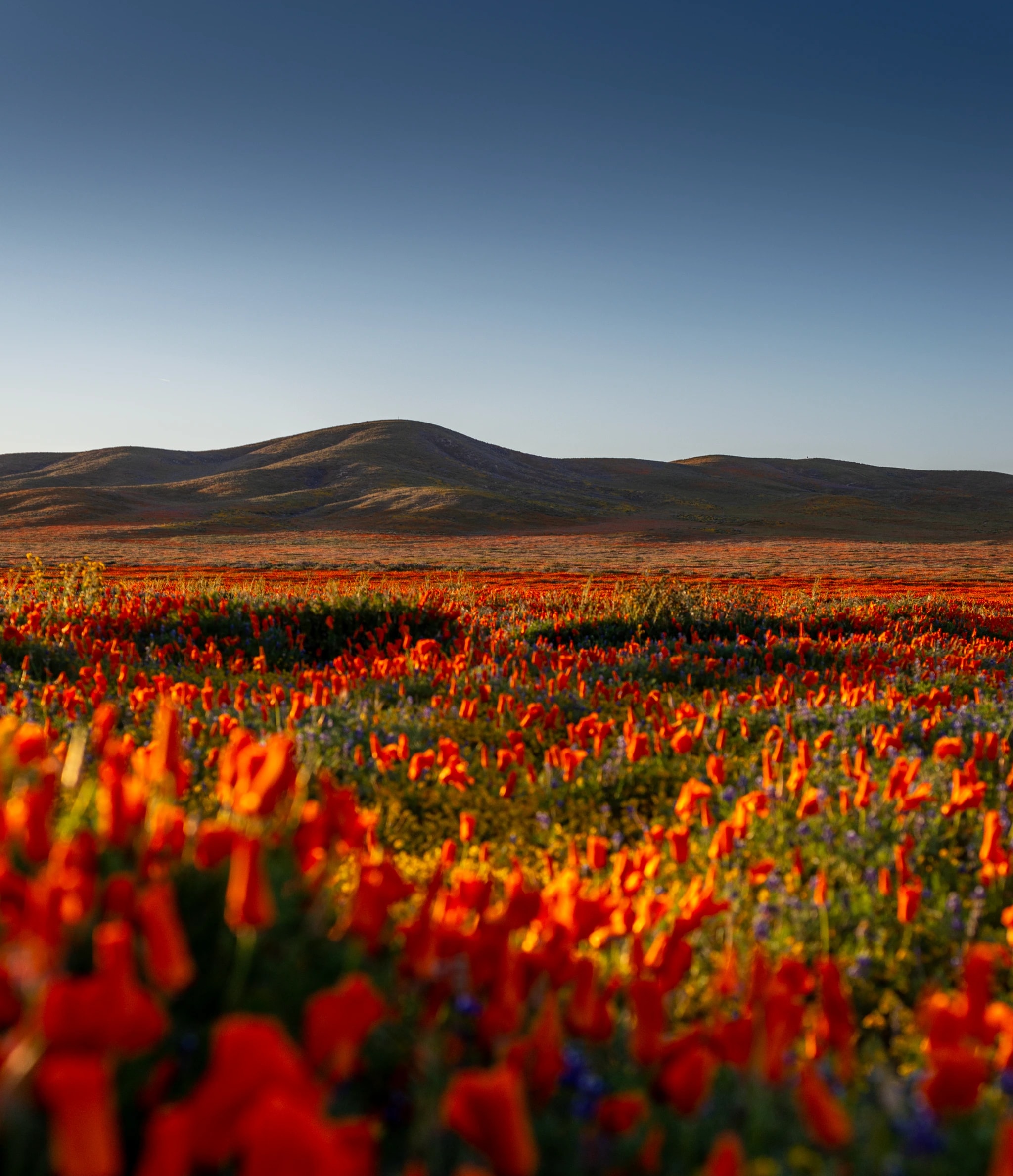 Lancaster Flower Field