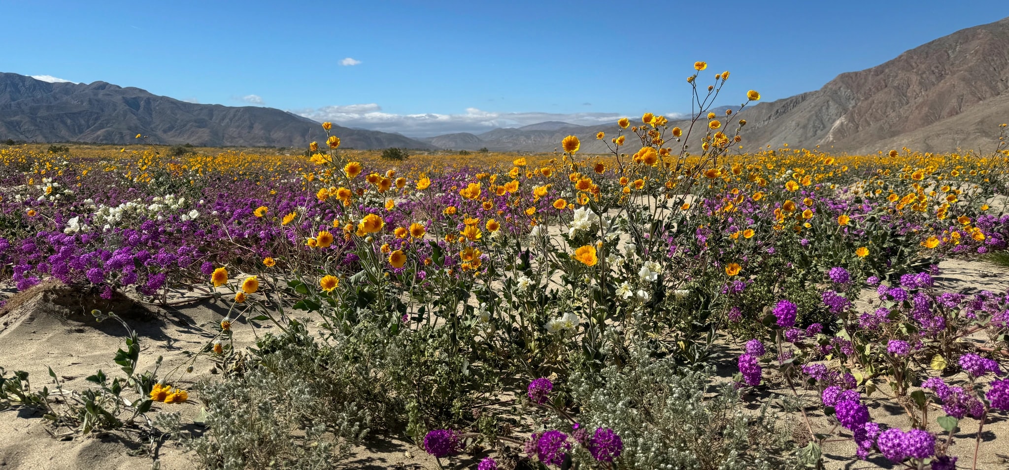 Desert Wildflower Bloom