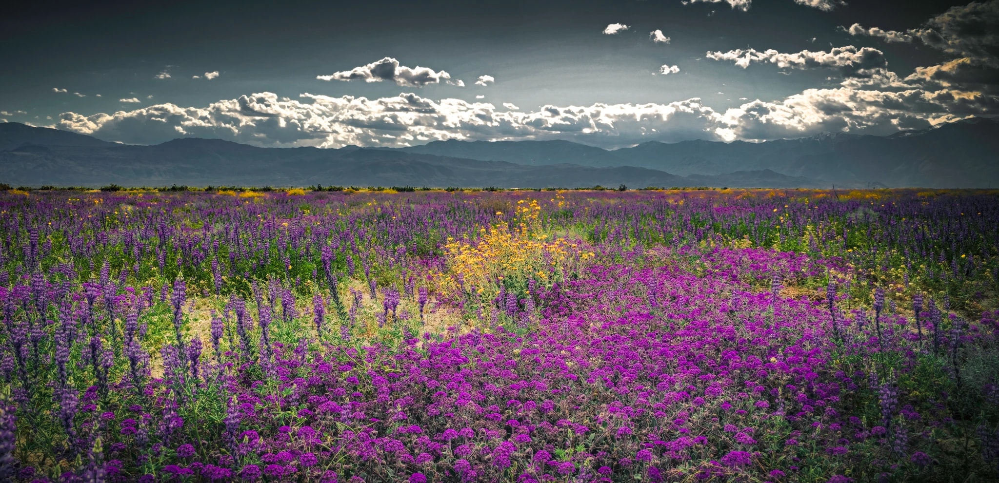 Mountain Wildflower Fields