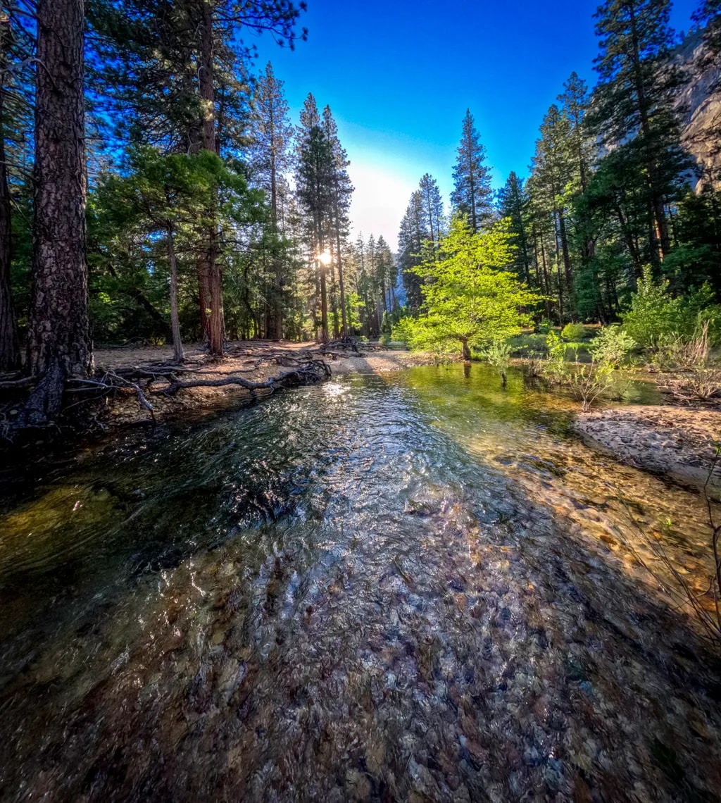 Yosemite Sunlit Forest Stream