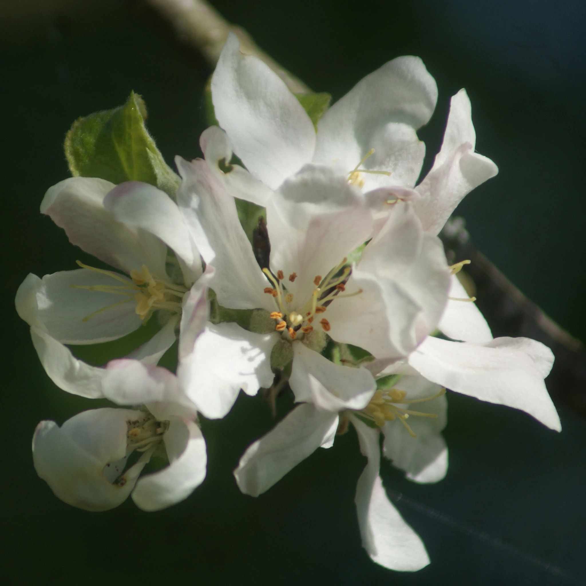 Delicate Blossom