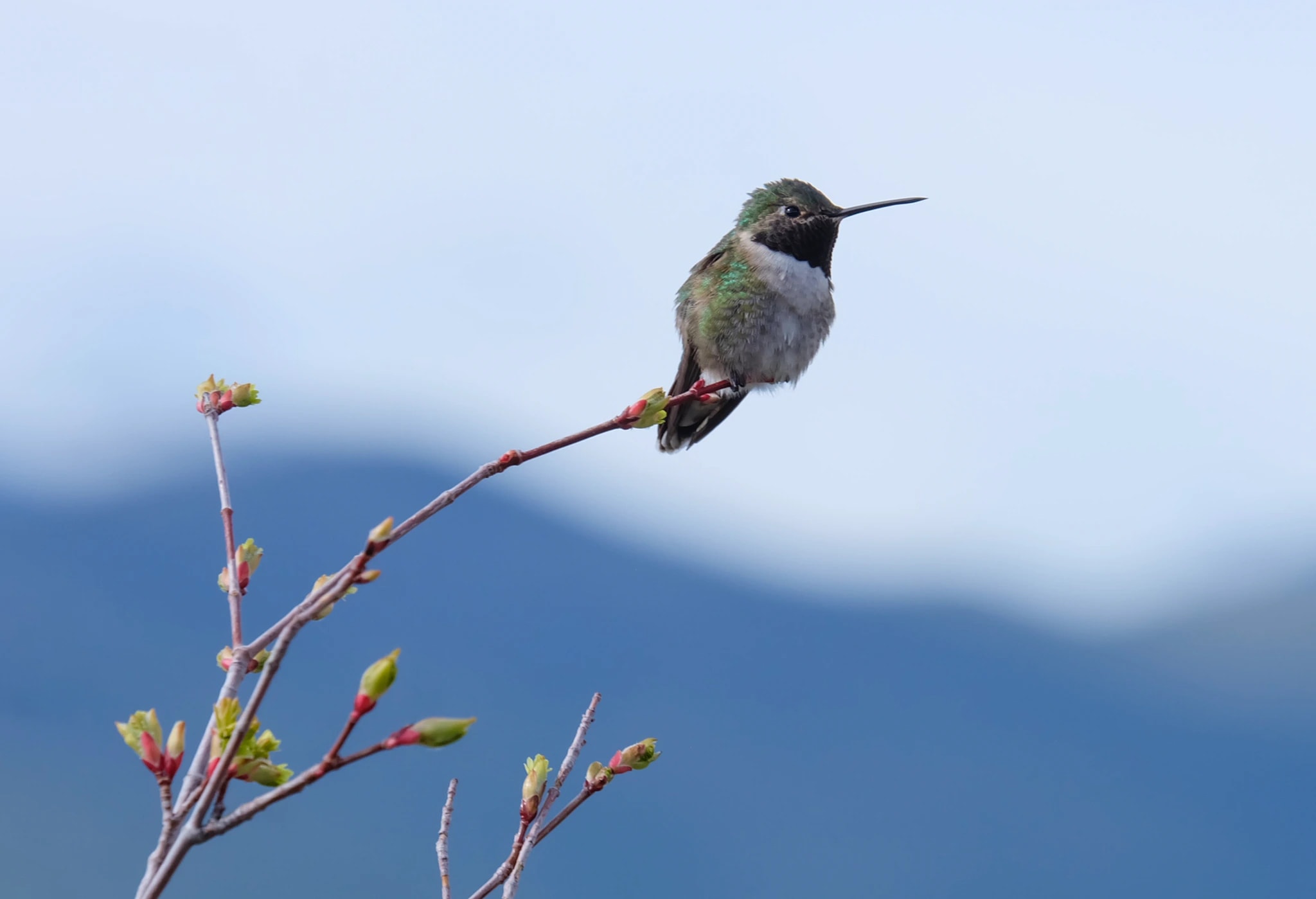 Hummingbird Over Blue Mountains