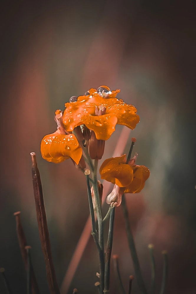 Rainlit Orange Blossoms