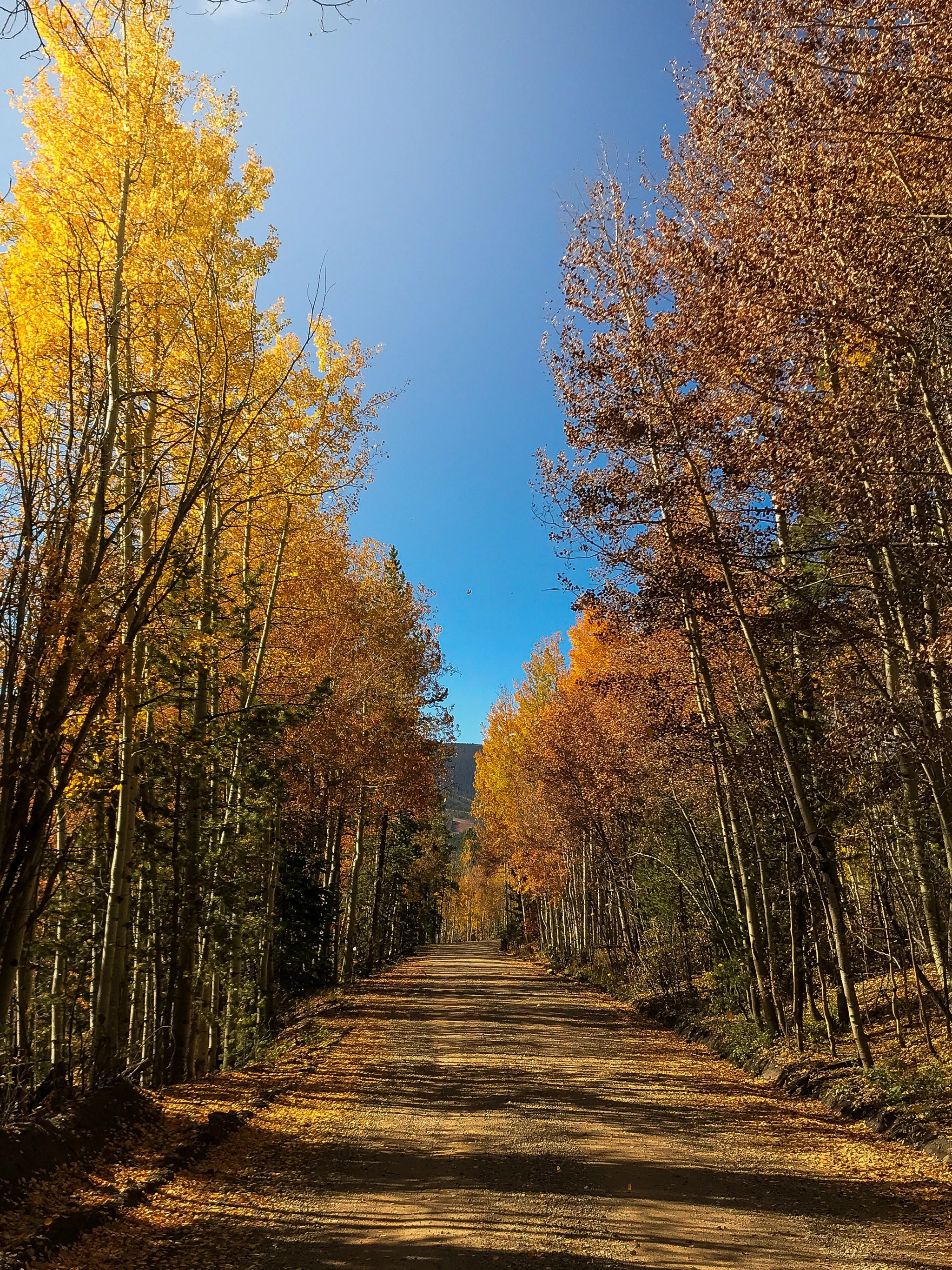 Golden Aspen Forest Path