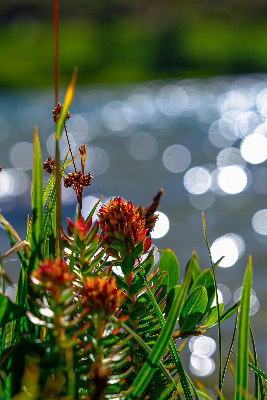Wildflowers by Water