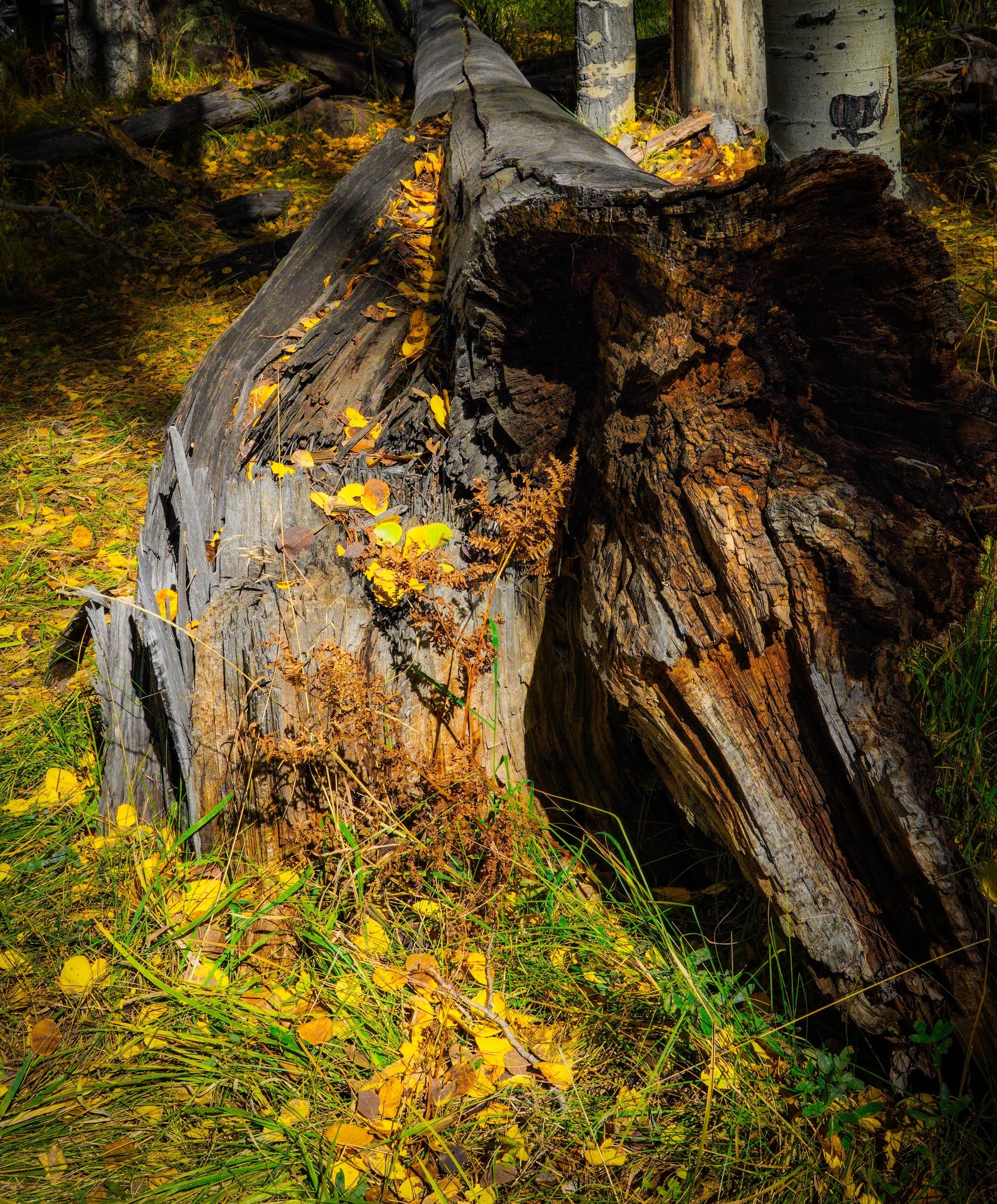 Autumn Fallen Birch