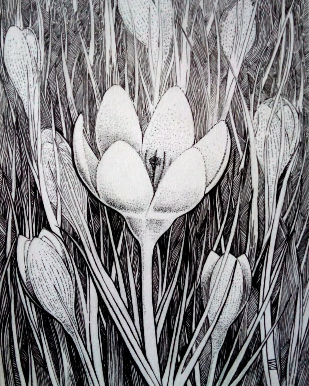 Whispers of Nature: A Black-and-White Botanical Illustration of Delicate Crocuses