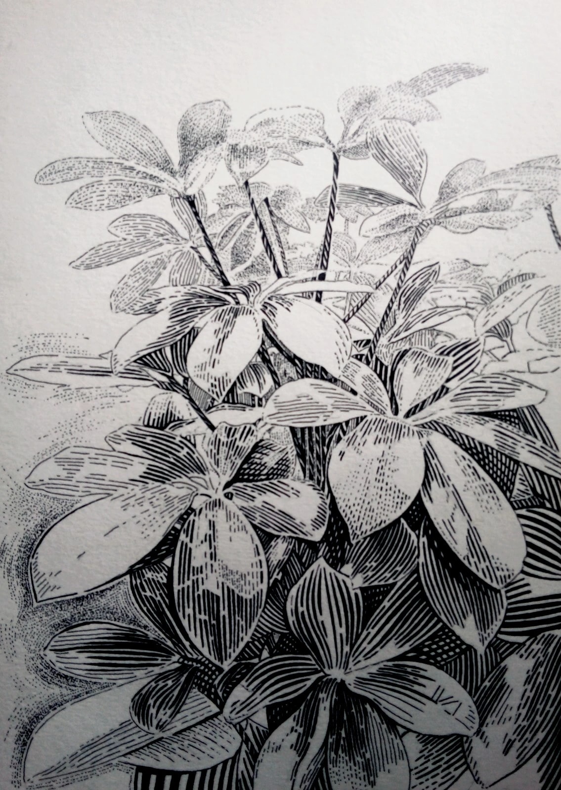 Schefflera