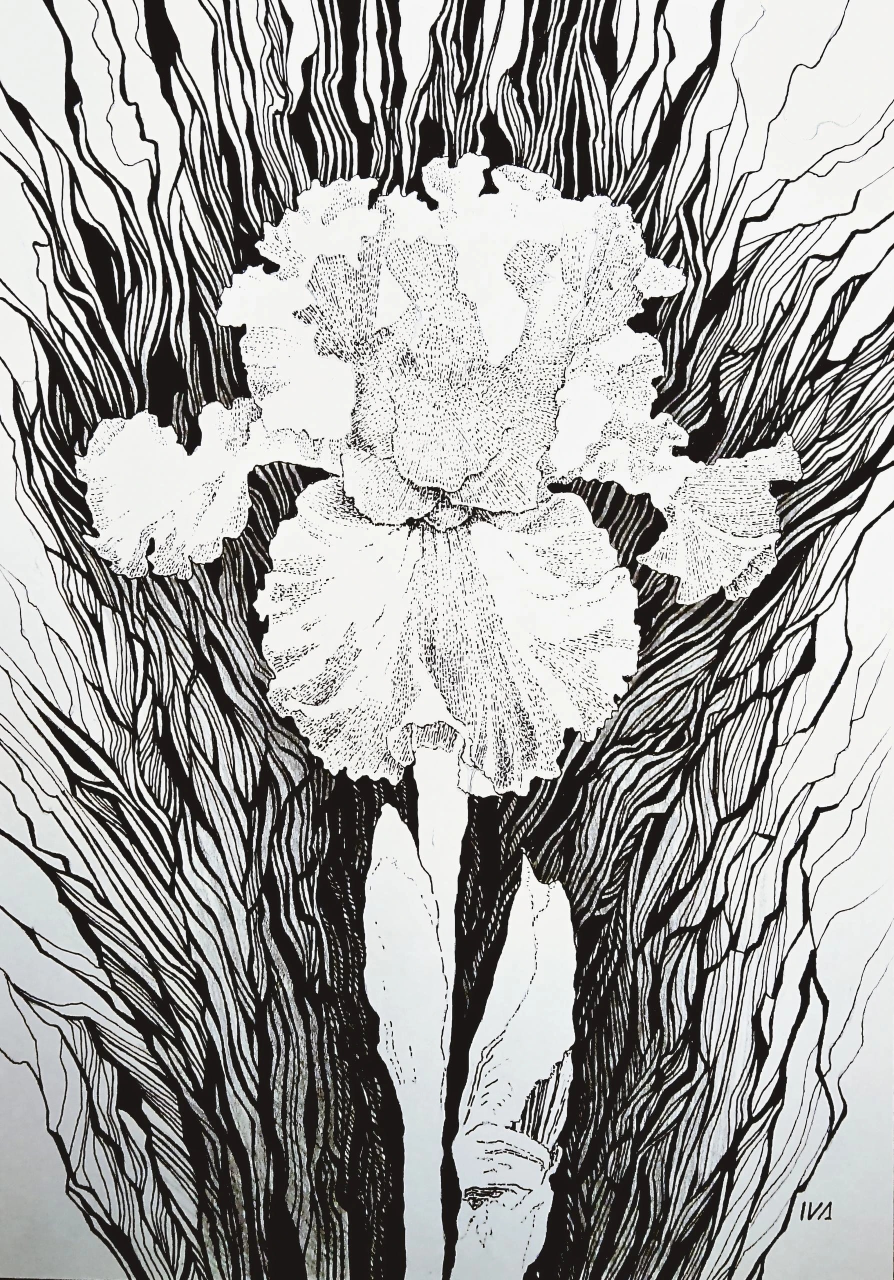 Iris Flow