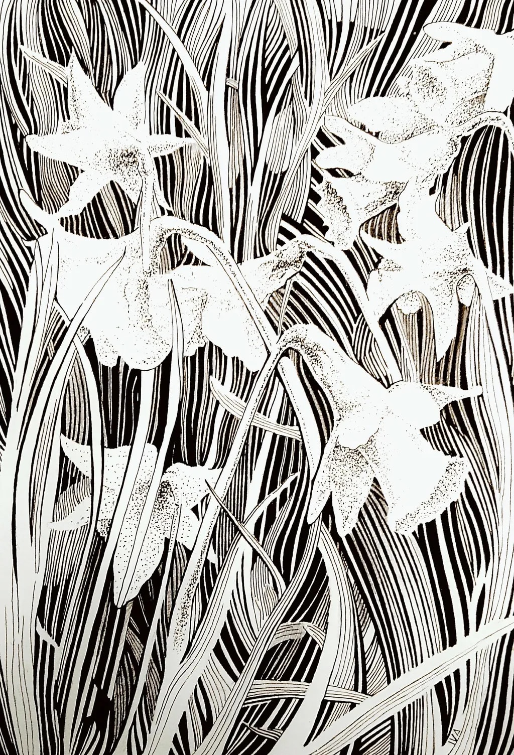 Narcissus