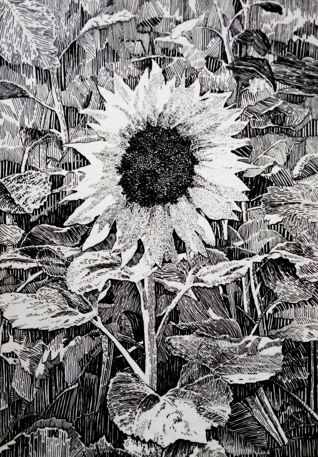 Sunflower Contrast