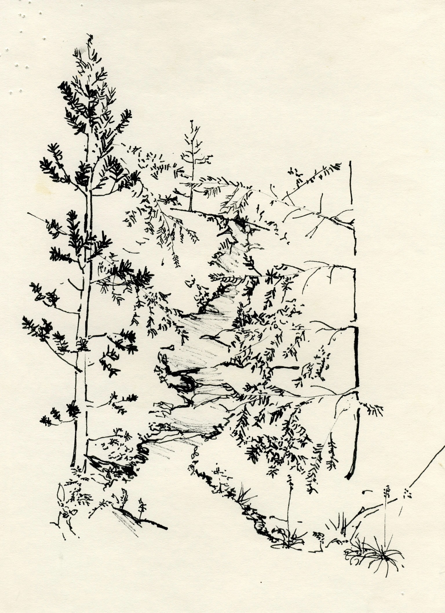 Forest Stream
