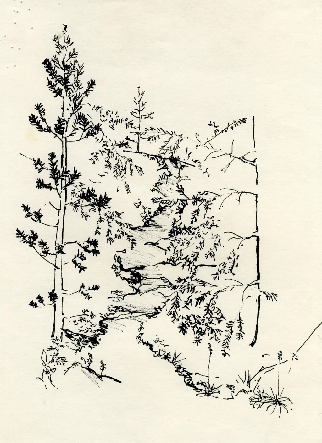 Forest Stream