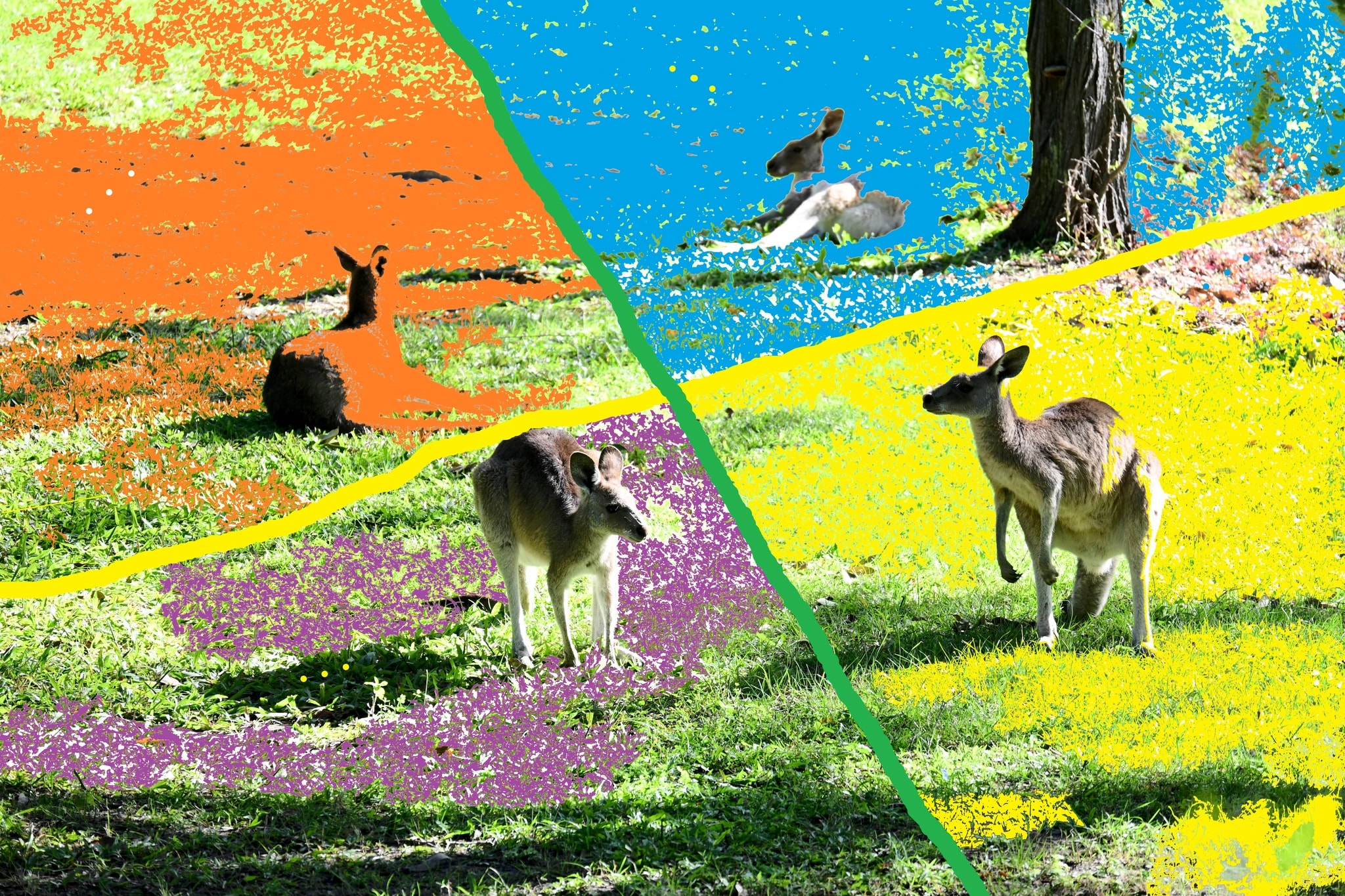 Kangaroos at Rest