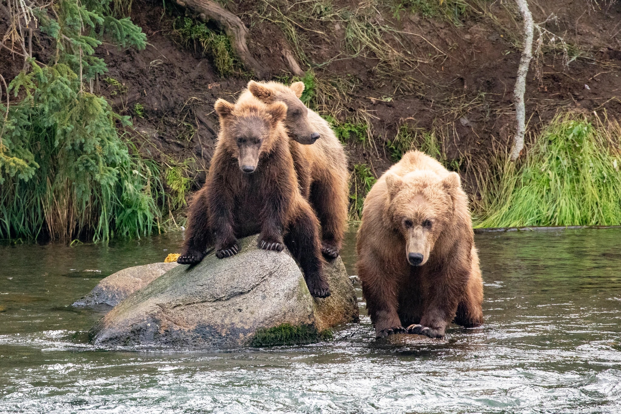 Riverbank Bears