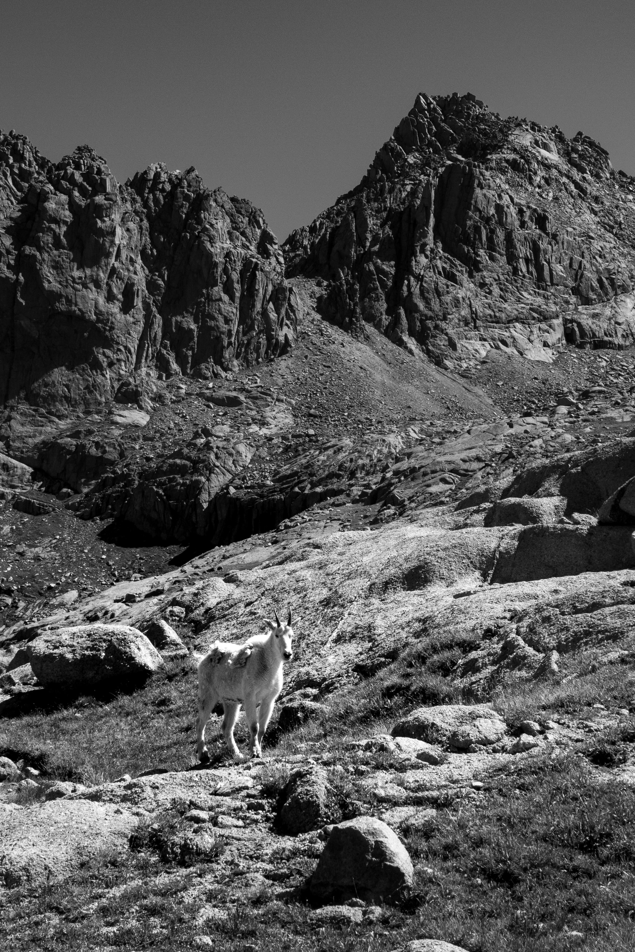Alpine Goat in Black and White