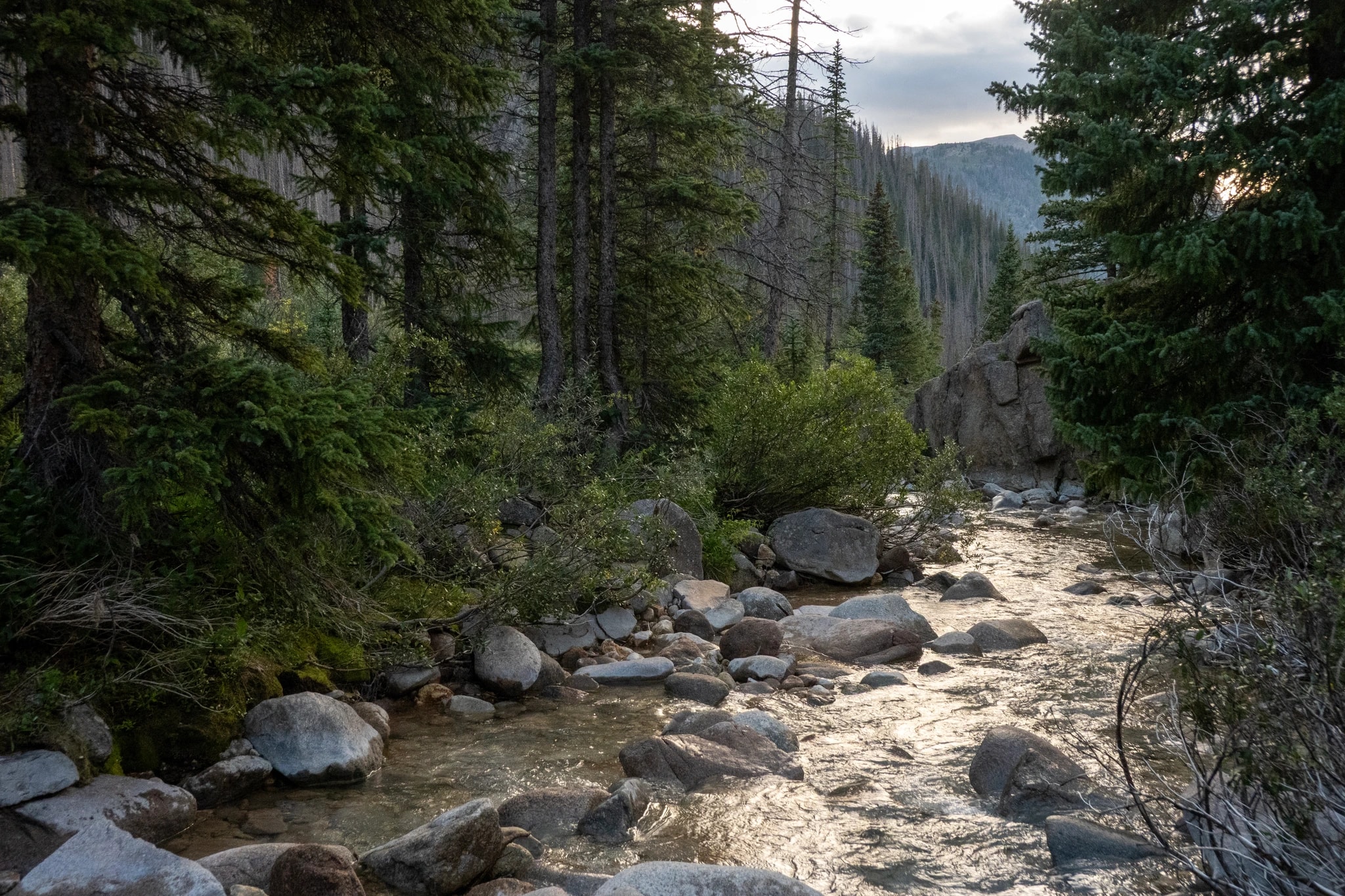 Sunlit Forest Stream