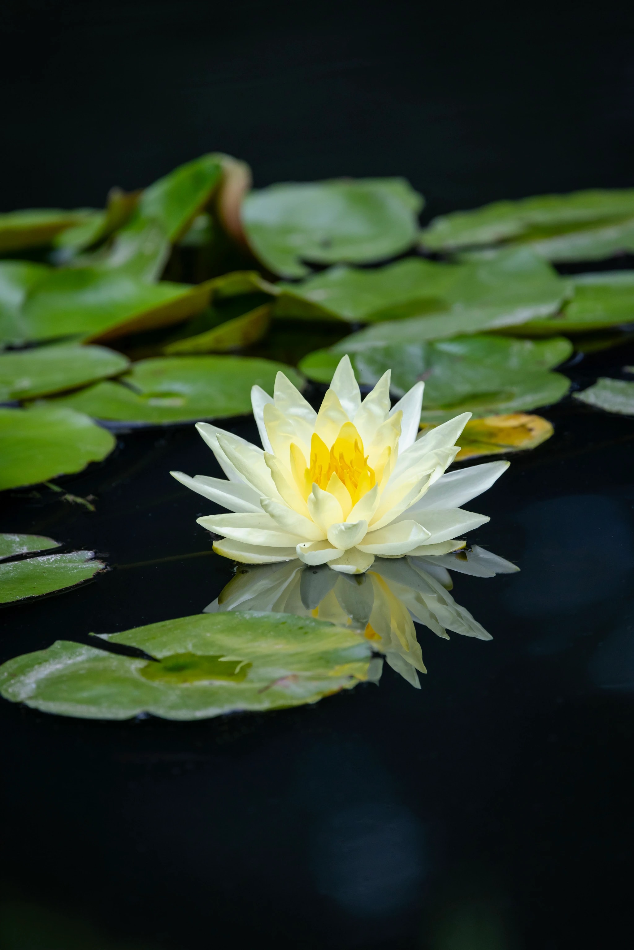 Water Lily Reflection