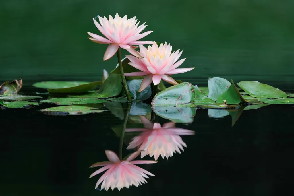 Quiet Reflections