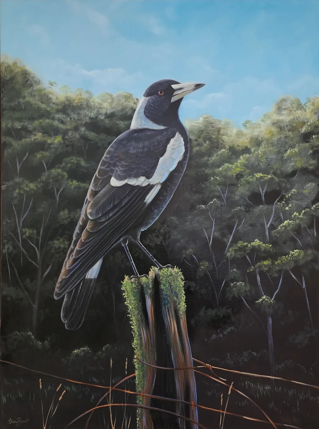 Australian Magpie - By the Forest Edge