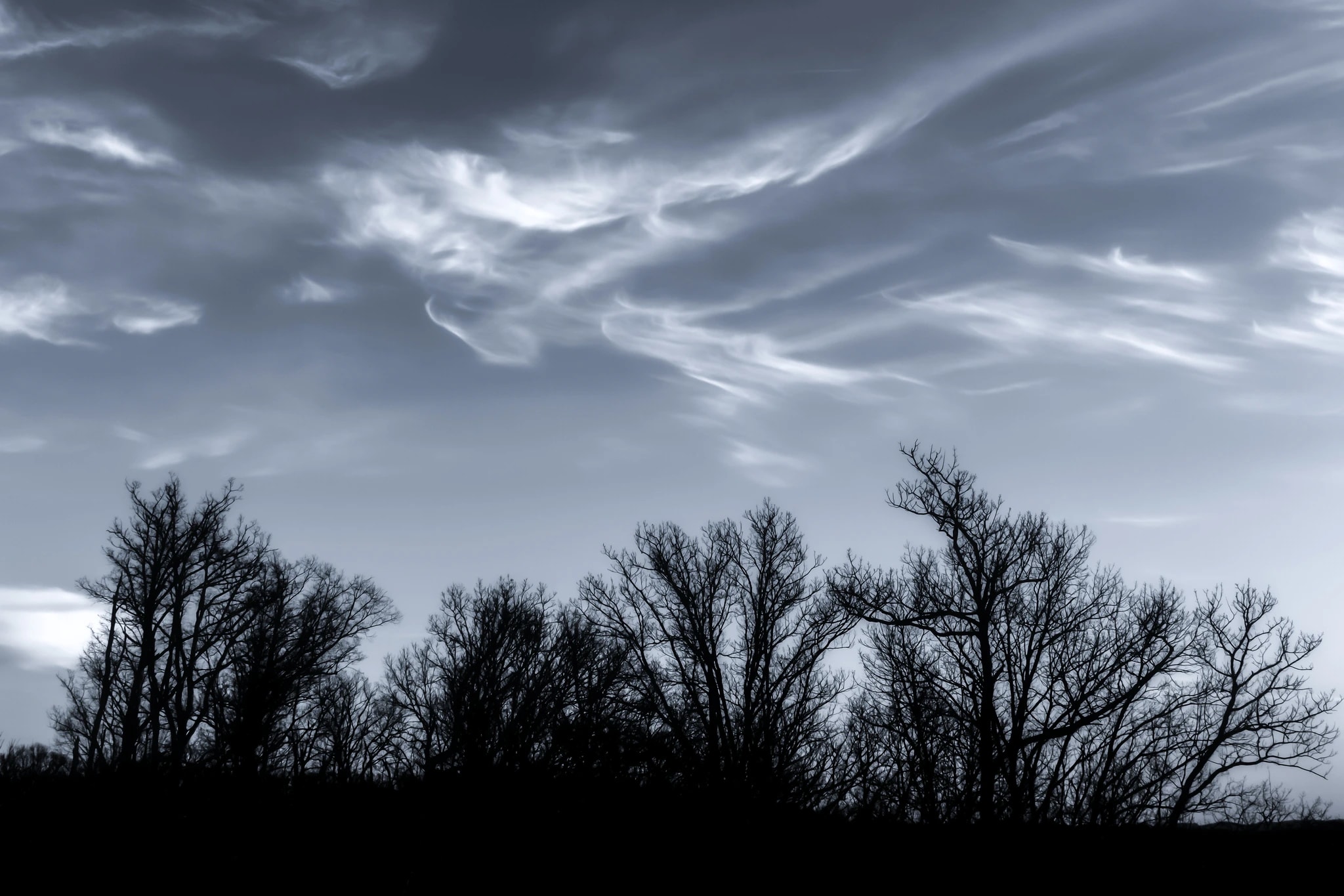 Wind Dancing on Trees