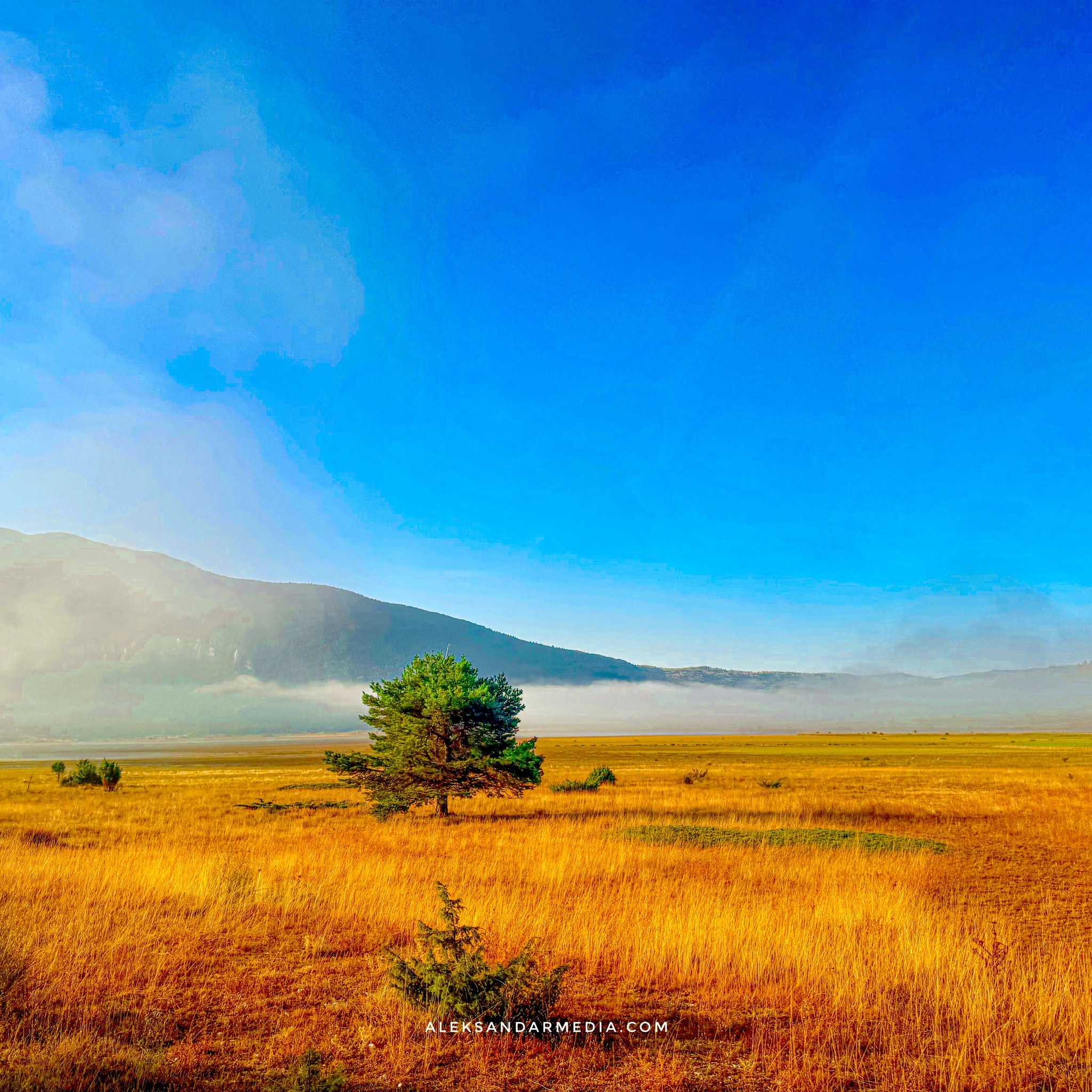 Golden Steppe Tree