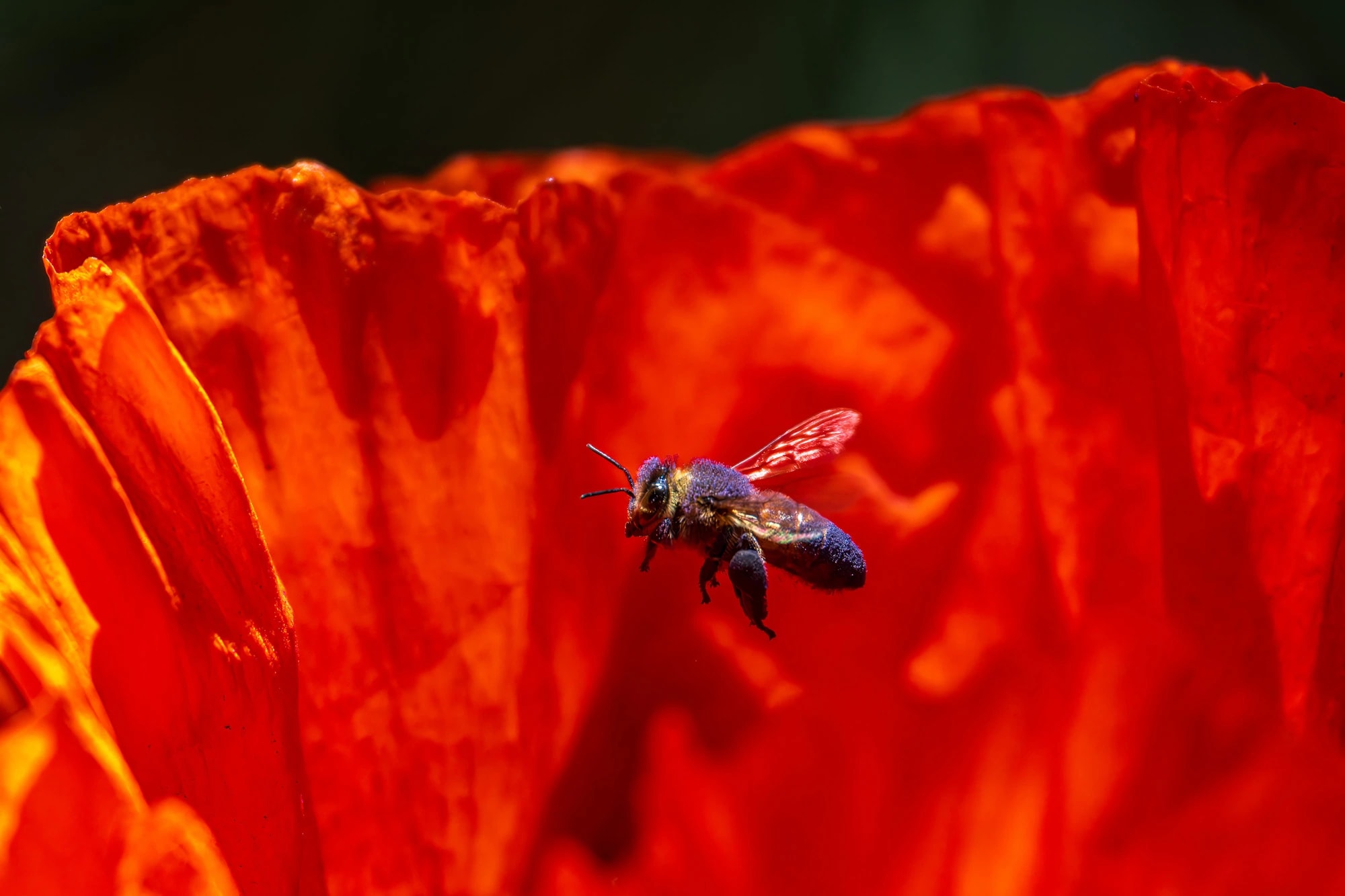 Poppy, Purpose and Purple Pollen