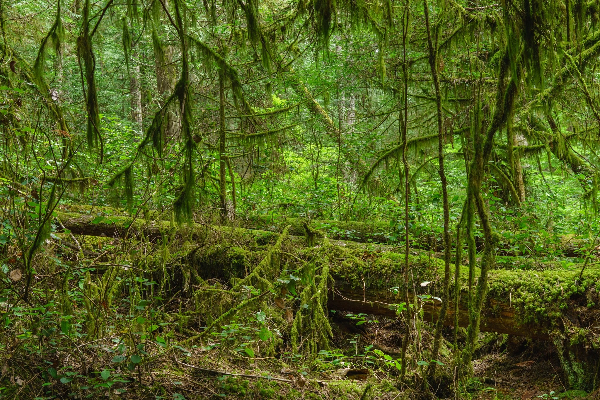 Emerald Veil