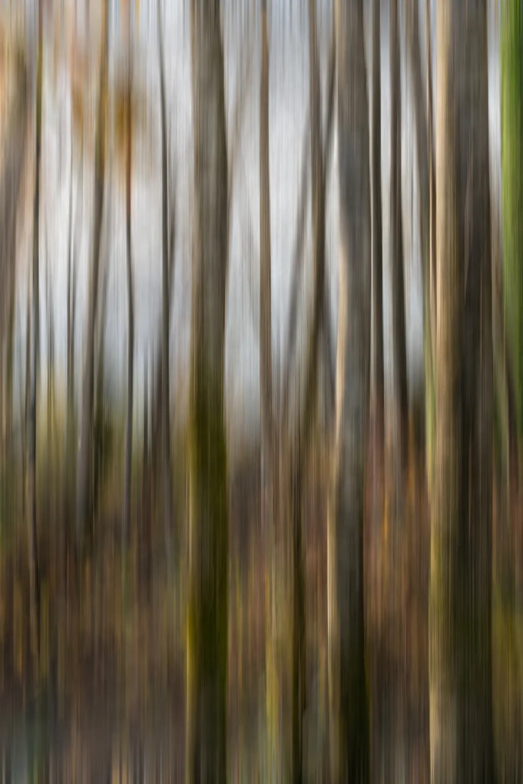 Measured Light Forest