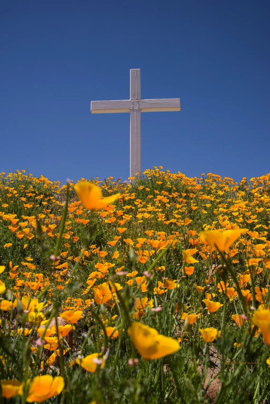 Cross and Poppies