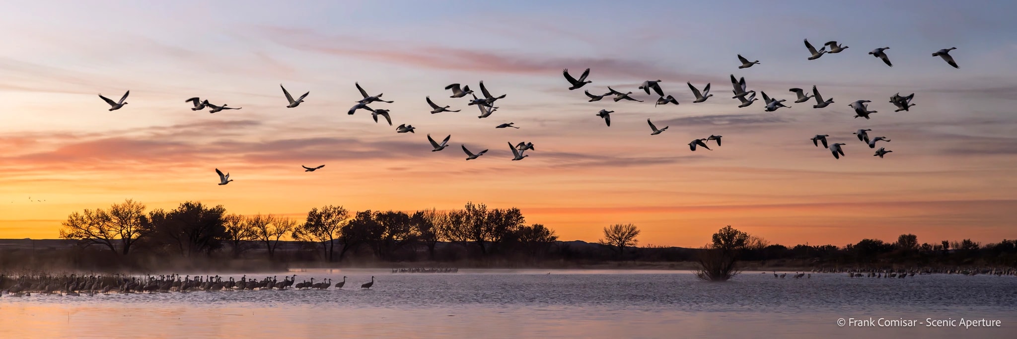 Geese at First Light