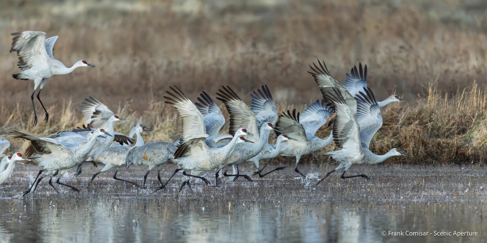Cranes Take Flight