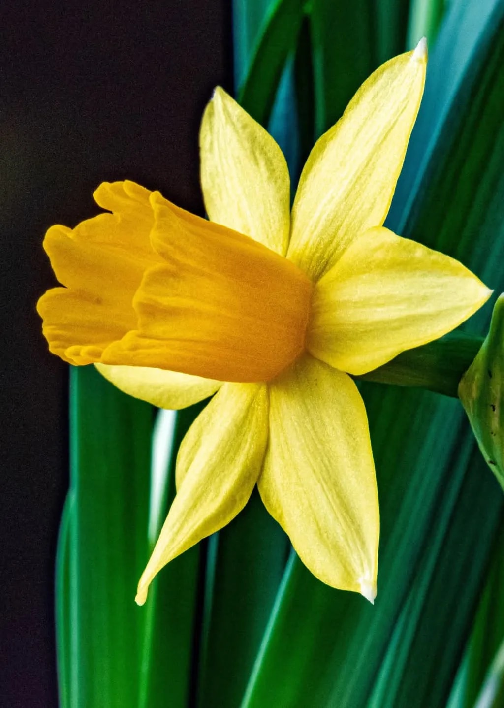 Golden Daffodil: A Radiant Bloom Amidst Lush Greenery